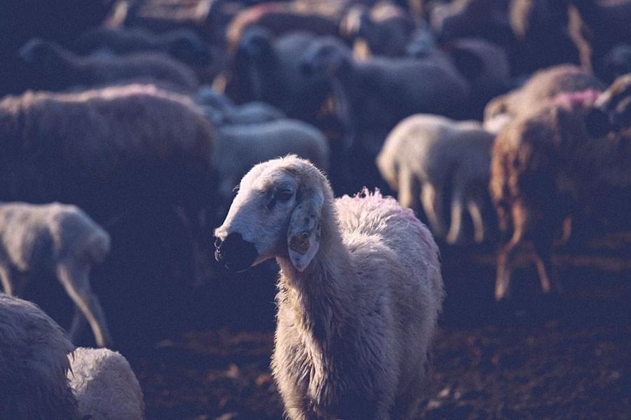 Kurban Bayramında Yaralanmalara İlk Yardım Gaziosmanpaşa Hastanesi